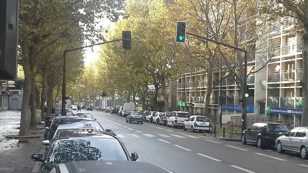 Maple leafed plane trees in Paris