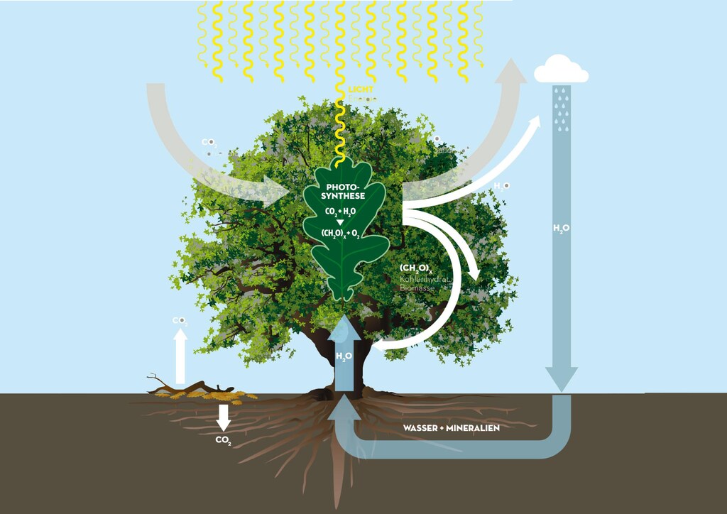 Das Abbildungsschema zeigt den C0₂-Kreislauf und die an der Kohlenstoffspeicherung beteiligten Prozesse.
